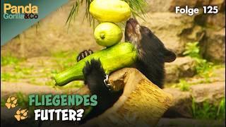 Kletterspaß bei den Malaienbären im Zoo und Aquarium-Expedition an die Ostsee | Panda, Gorilla & Co.