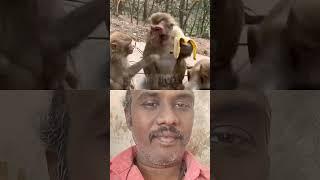 Monkey #tamilshorts #money #comedy #villageshots #funny #vairalfeed