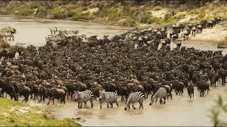 Best time to visit the Serengeti? Epic migration river crossing