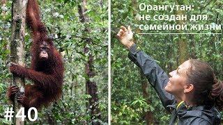 Орангутан: не создан для семейной жизни // Всё как у зверей #40