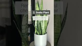 Best Indoor Plants India | Best Indoor Plants for Clean Air | Top 5 Indoor plants in India