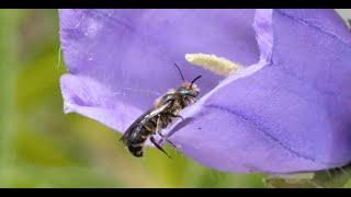 heimische Pflanzenarten für Wildbienen