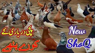 peachi Darbari ke Kore patthe new shock | Pigeon Videos | Kabootar Bazi |