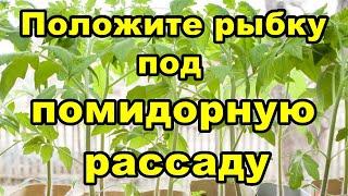 Положите рыбку под помидорную рассаду | Советы огородникам