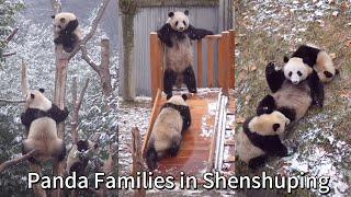 Pandas Playing in the First Snow in 2025 #panda #pandalove #cuteanimals #snow #playtime #pandafamily