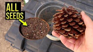 Growing Conifer trees from seed! | Lost Nature Garden