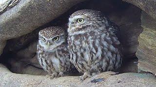 Discover How Little Owls Search for Nest Sites | Live + Q&A | Discover Wildlife | Robert E Fuller
