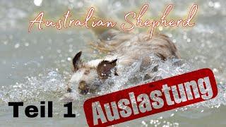 Auslastung Australian Shepherd | Teil 1: Wie wir es machen | Streamside Aussies