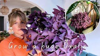 How to grow a LUSH & FULL Oxalis Triangularis in 5 easy steps  Care tips & tricks