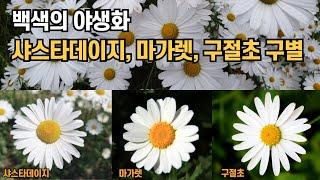 순백의 야생화 샤스타데이지, 마가렛, 구절초 구별