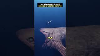 самые огромные морские существа в истории