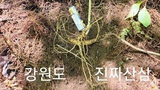 강원도 진짜산삼