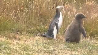 Yellow-eyed Penguins of New Zealand