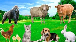 Playful Animals - Dogs, Rabbits, Cows, Chickens, Cats, Sheep - Animal Moments