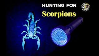 How to find scorpions with a UV torch.