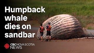 Humpback whale found on sandbar astonishes marine rescuers