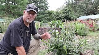 Herb Garden Ideas | Hyssop