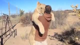 A Lion sees his friend after a long time, ran and hug him