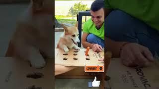 Funny Animals Video #funnypetschannel #funny #funnyanimal #petschannel #shorts