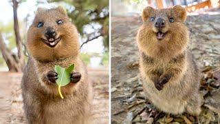 Quokka  One Of The Cutest And Exotic Animals In The Wild | 1 Minute Animals