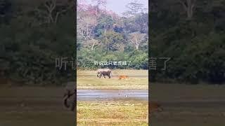 Tiger VS Elephant, Who's Afraid of Who?