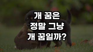 절대 무시해서는 안되는 13가지 강아지꿈, 개꿈 해몽