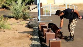 Narcotics & Explosive Detection dog training