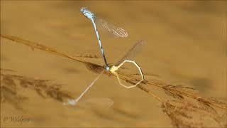 Wildpics Moments with the Blue Featherleg Damselfly