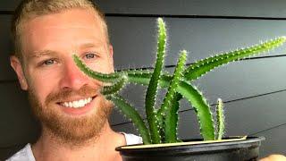 Fool-Proof Way To Quickly Grow Dragon Fruit From Seed - WITH RESULTS - #shorts