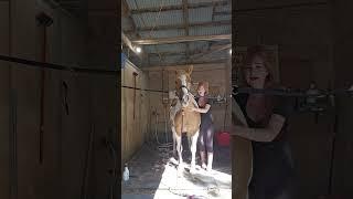 Ember Gets a Bath (Dry) at Heart of Gold Sanctuary