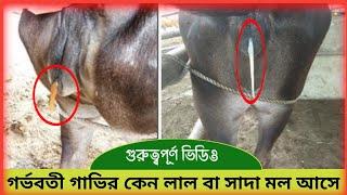 গর্ভবতী গাভির কেন লাল বা সাদা মল আসে,এবং নিজেই জেনে নীন আপনার গরুর কি বাছুর হবে দামড়া নাকি বকনা