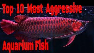 Top 10 AGGRESSIVE Aquarium Fish