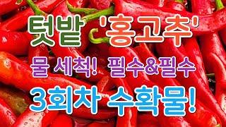 '홍고추' 물세척! (필수&필수) #홍고추 #물세척 #홍고추물세척 #고추물세척