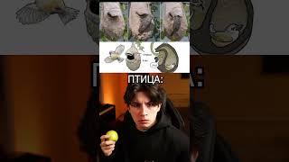 НЕВЕРОЯТНАЯ ДРАМА ПТИЦЫ И ЗМЕИ 