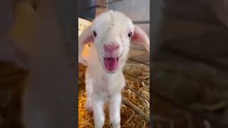 Funny sheep  #funny #kittenmusic #pets #kittymusic #funnypet #music #cute #animals