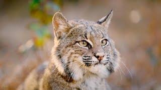 The Mystery and Magic of Bobcats