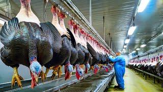 How Millions of Turkeys Are Raised and Harvested, Turkeys Processing in Factory - Turkeys Farms