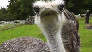 ostrich eating video camera