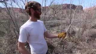 Harvesting Cottonwood and Willow Poles, Stinger Bar, and Waddle Techniques