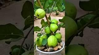 Best method of propagation guava tree by air layering #propagate_guava_tree