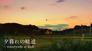 Japanese countryside summer evening ambiance