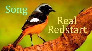 Real Redstart Singing.(Phoenicurus).