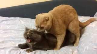 Ridiculous cats mating Part II (loud).