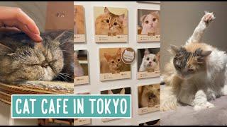 Cat Cafe in Tokyo