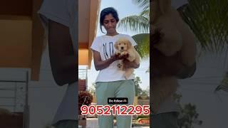 Happy client ️ golden retriever female puppydelivery  Anantapur ️#pets #dog #doglover #shorts