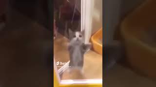 Video gốc của happy siêu cute #happycat #cute #videogoc #viral #happy #sieucute #fpy  #ilovechess