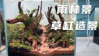 小型草缸造景，全新雨林景完整教程