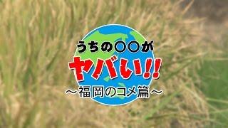 深刻化する高温による農業被害～うちの◯◯がヤバい!!～｜COOL CHOICE：福岡県