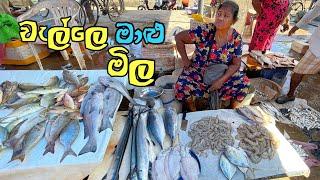 කිලෝ 2ක් 500ට යන මීගමු වැල්ලේ මාළු මිල| Fish Price In Negombo@SLfoodsacademy