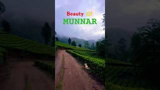 Beautiful Munnar #shorts #nature #travel #hills #teagarden #love #life #kerala #trending #wanderlust